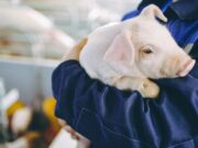 La ramaderia porcina de Múrcia reforça la seva sostenibilitat