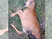 Indignació a Òdena: denuncien que un gos sense lligar ha matat un cabirol en una zona de passeig