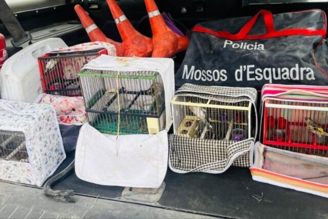 Decomís de cinc caderneres en un habitatge.