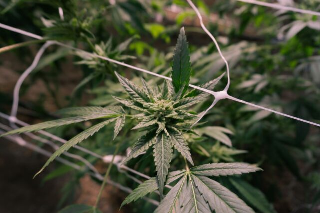 Una planta de marihuana. Foto: Pexels