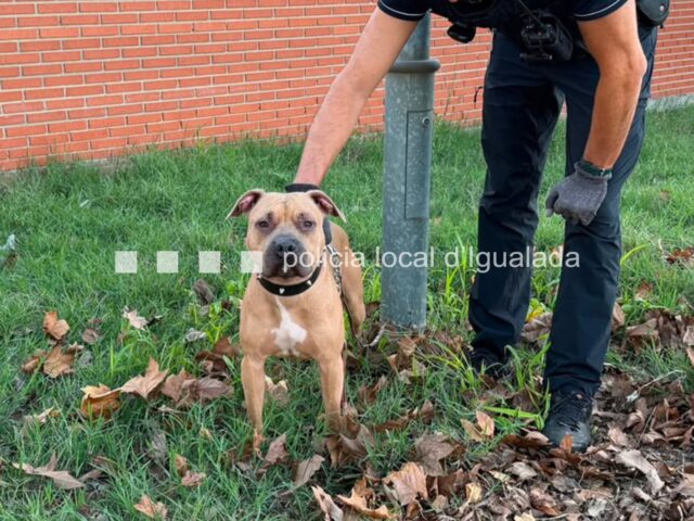 un gos de raça potencialment perillosa va mossegar una persona i un altre gos al pla de la massa d'Igualada